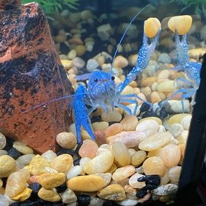 Meet your Posher, Wendy